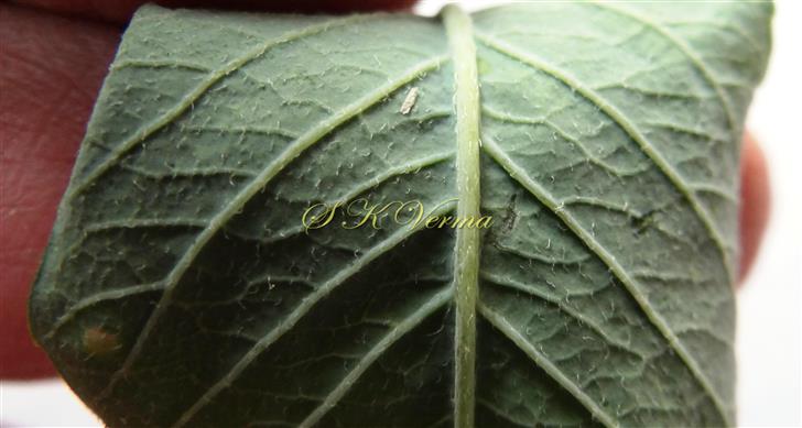  Leaf (Abaxial view)